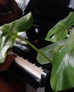 Проститутка Liliane Love